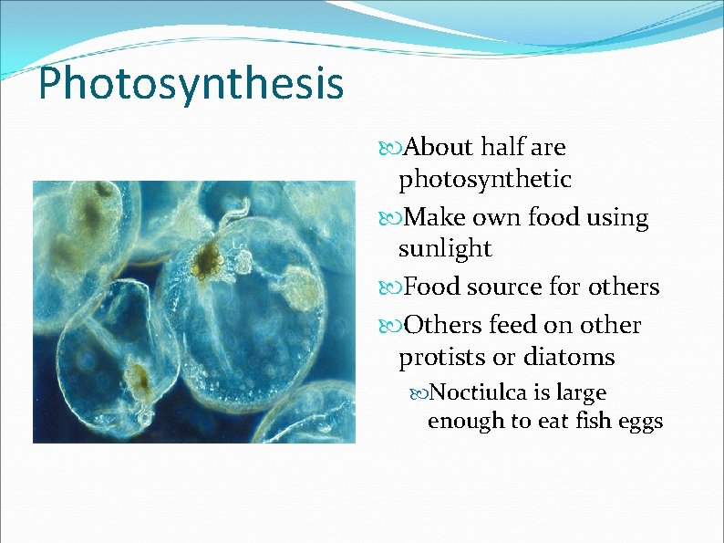 Photosynthesis About half are photosynthetic Make own food using sunlight Food source for others