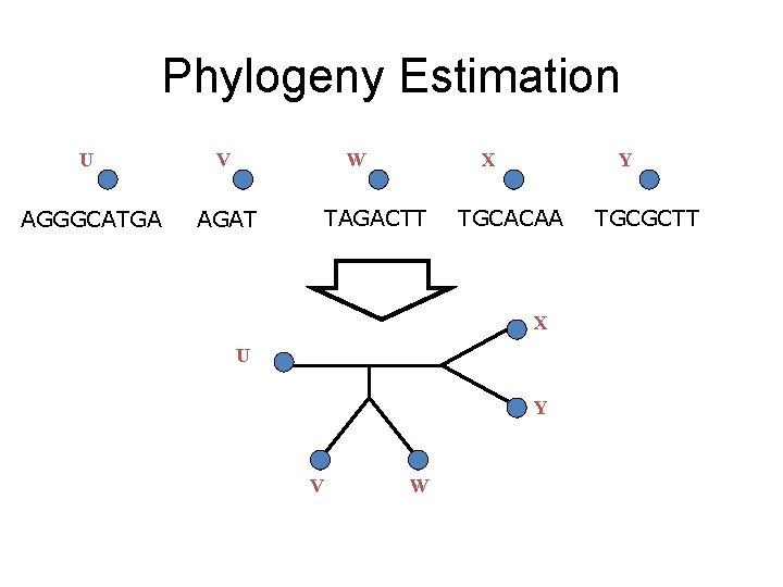 Phylogeny Estimation U V W AGGGCATGA AGAT X TAGACTT Y TGCACAA X U Y