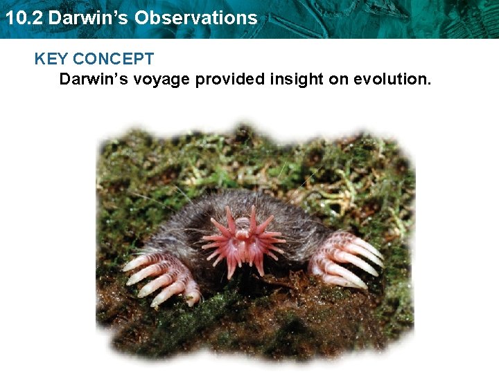 10. 2 Darwin’s Observations KEY CONCEPT Darwin’s voyage provided insight on evolution. 