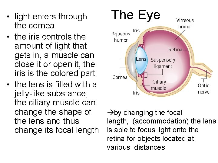 The Eye • light enters through the cornea • the iris controls the amount