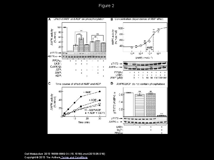 Figure 2 Cell Metabolism 2013 18556 -566 DOI: (10. 1016/j. cmet. 2013. 08. 019)