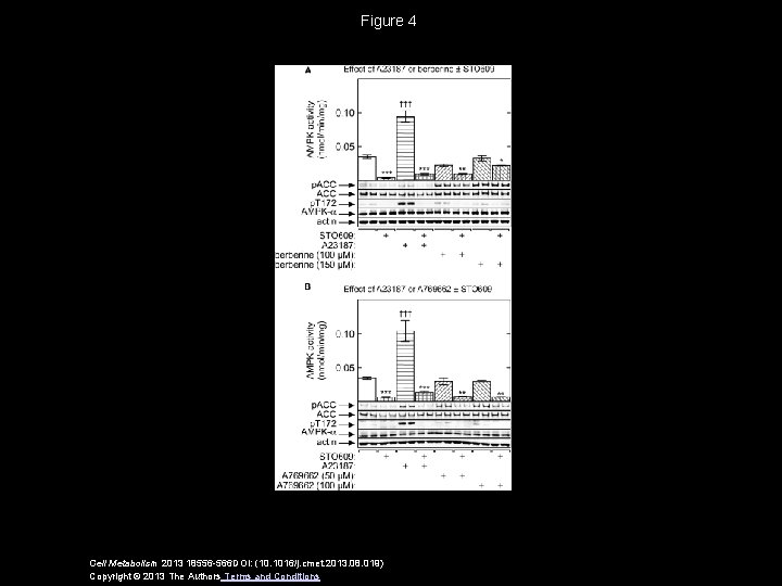 Figure 4 Cell Metabolism 2013 18556 -566 DOI: (10. 1016/j. cmet. 2013. 08. 019)