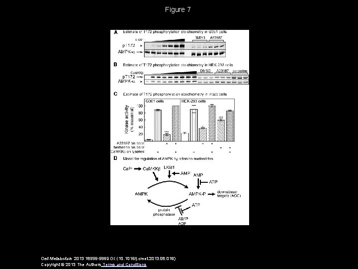 Figure 7 Cell Metabolism 2013 18556 -566 DOI: (10. 1016/j. cmet. 2013. 08. 019)