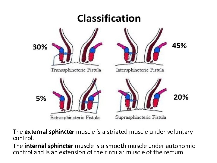 The external sphincter muscle is a striated muscle under voluntary control. The internal sphincter