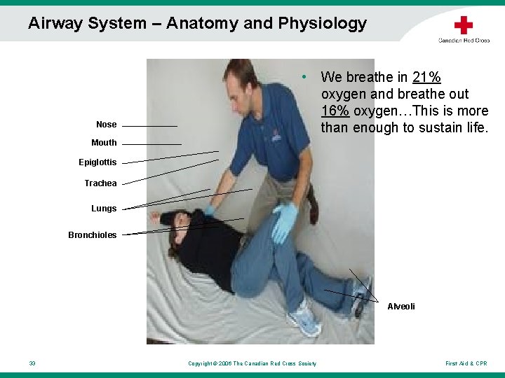 Airway System – Anatomy and Physiology • Nose We breathe in 21% oxygen and Airway System – Anatomy and Physiology • Nose We breathe in 21% oxygen and