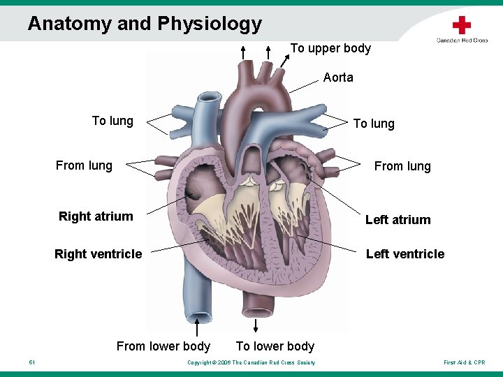 Anatomy and Physiology To upper body Aorta To lung From lung Right atrium Left Anatomy and Physiology To upper body Aorta To lung From lung Right atrium Left