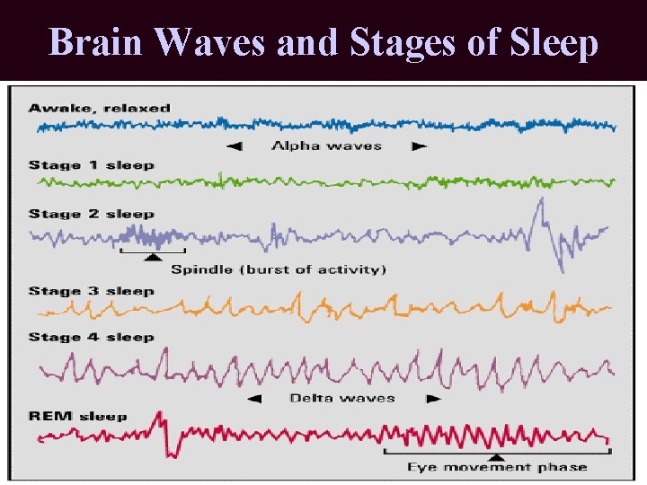 Brain Waves and Stages of Sleep 