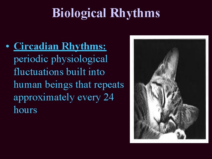 Biological Rhythms • Circadian Rhythms: periodic physiological fluctuations built into human beings that repeats