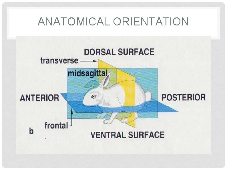 ANATOMICAL ORIENTATION 