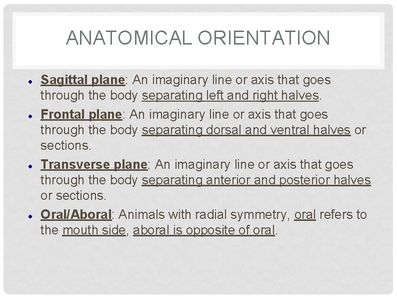 ANATOMICAL ORIENTATION Sagittal plane: An imaginary line or axis that goes through the body