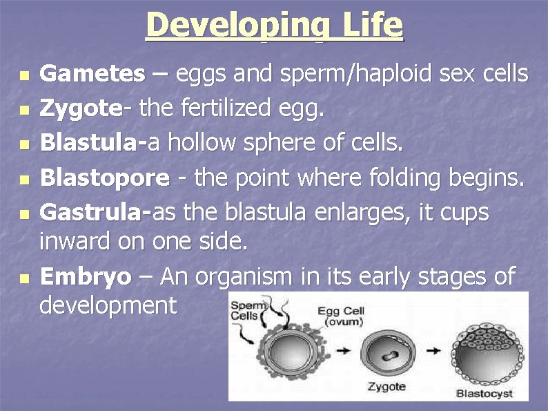 Developing Life n n n Gametes – eggs and sperm/haploid sex cells Zygote- the