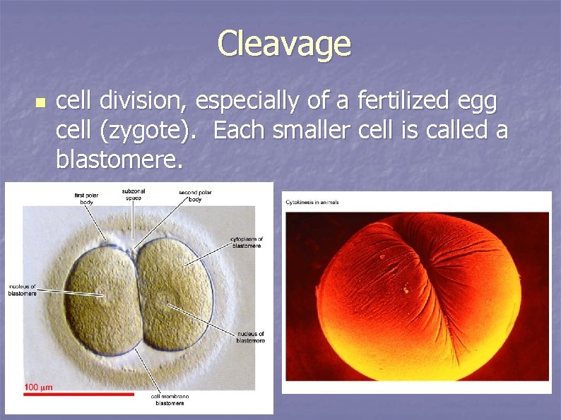 Cleavage n cell division, especially of a fertilized egg cell (zygote). Each smaller cell