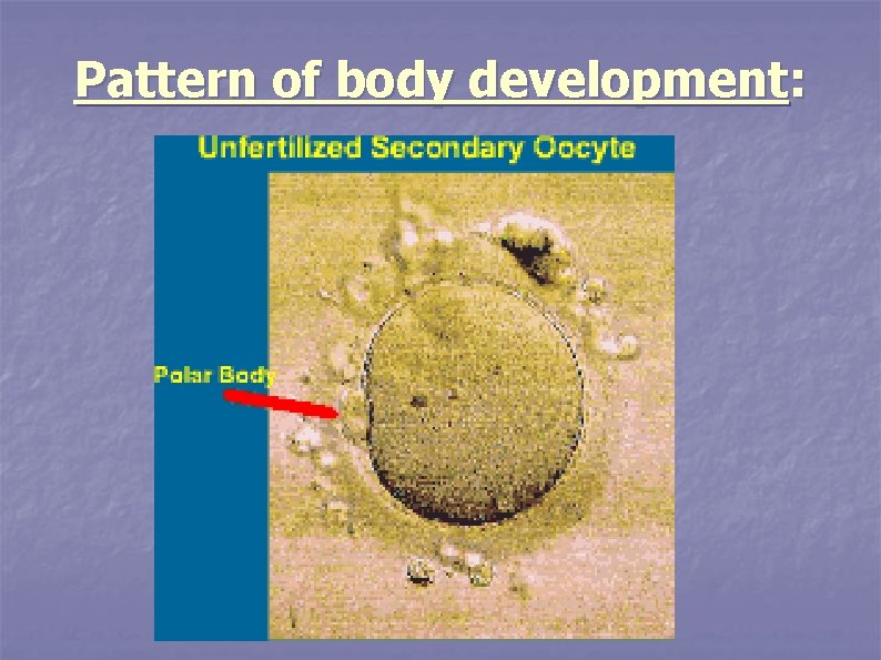 Pattern of body development: 