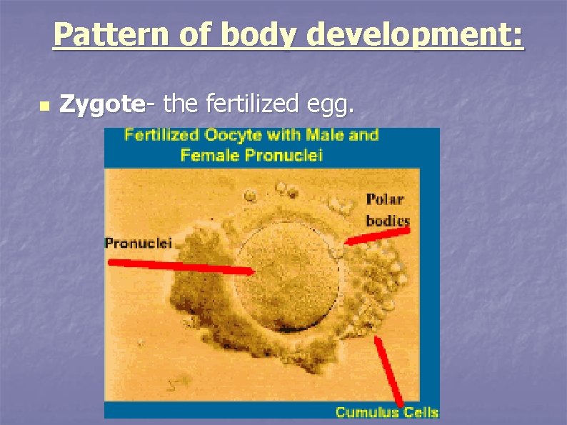Pattern of body development: n Zygote- the fertilized egg. 