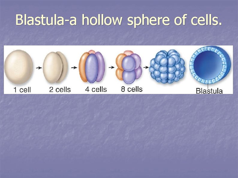 Blastula-a hollow sphere of cells. 