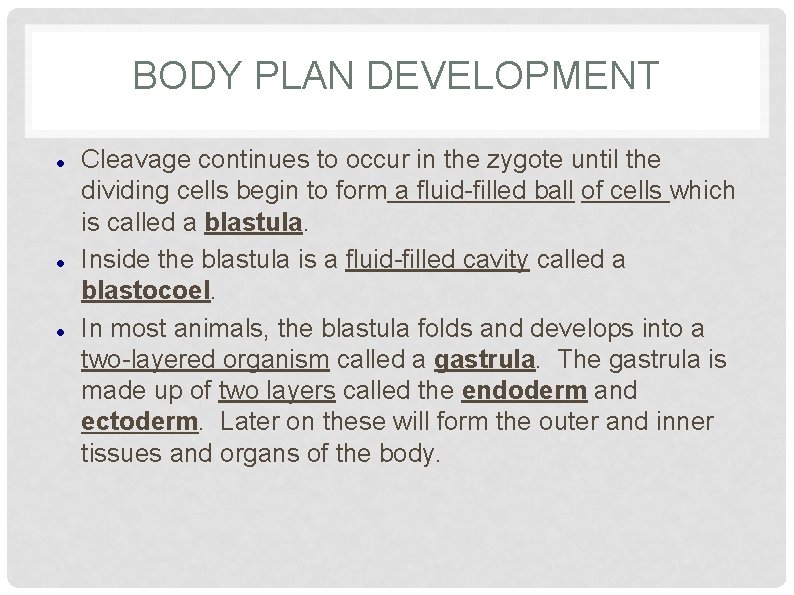 BODY PLAN DEVELOPMENT Cleavage continues to occur in the zygote until the dividing cells