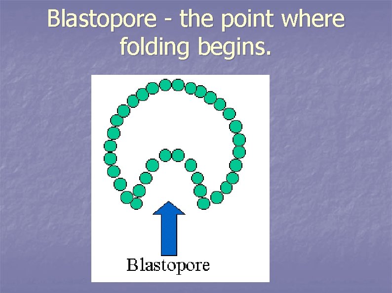 Blastopore - the point where folding begins. 