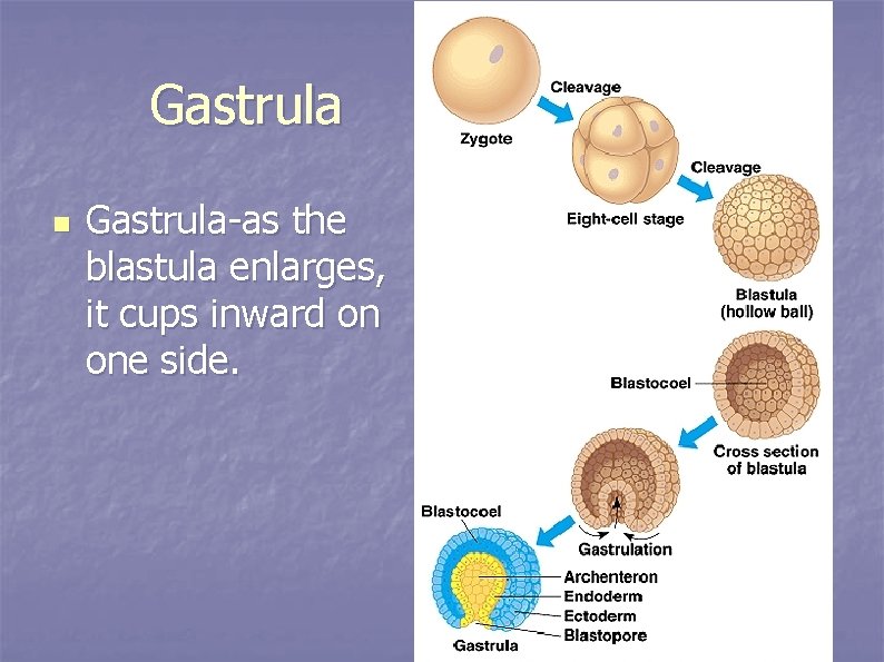 Gastrula n Gastrula-as the blastula enlarges, it cups inward on one side. 