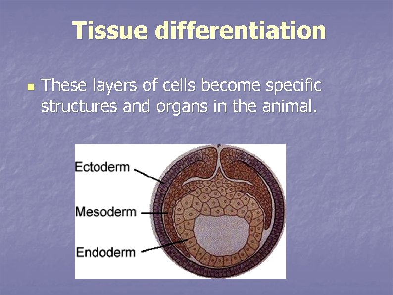 Tissue differentiation n These layers of cells become specific structures and organs in the