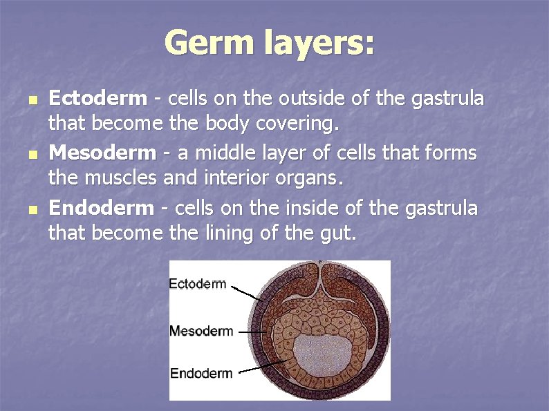 Germ layers: n n n Ectoderm - cells on the outside of the gastrula