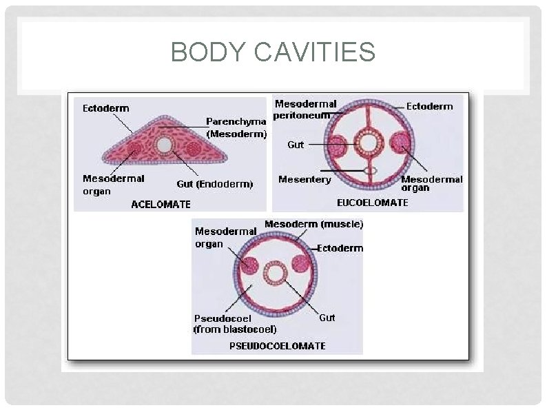 BODY CAVITIES 