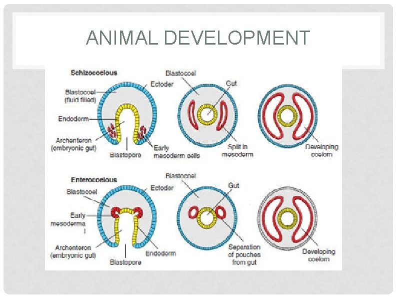 ANIMAL DEVELOPMENT 