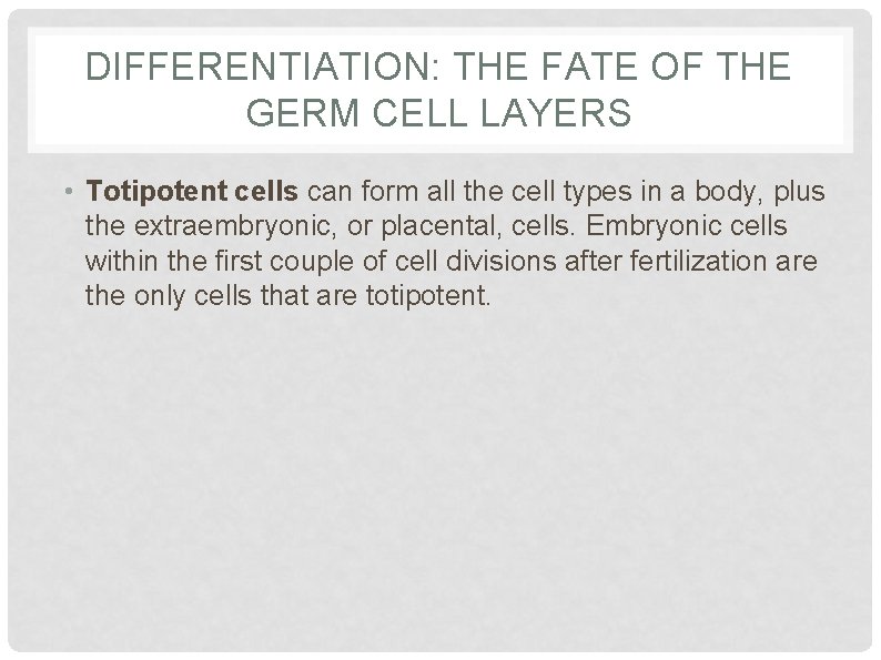 DIFFERENTIATION: THE FATE OF THE GERM CELL LAYERS • Totipotent cells can form all