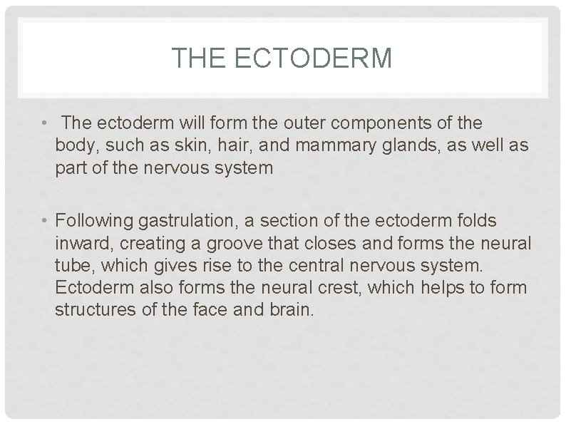 THE ECTODERM • The ectoderm will form the outer components of the body, such