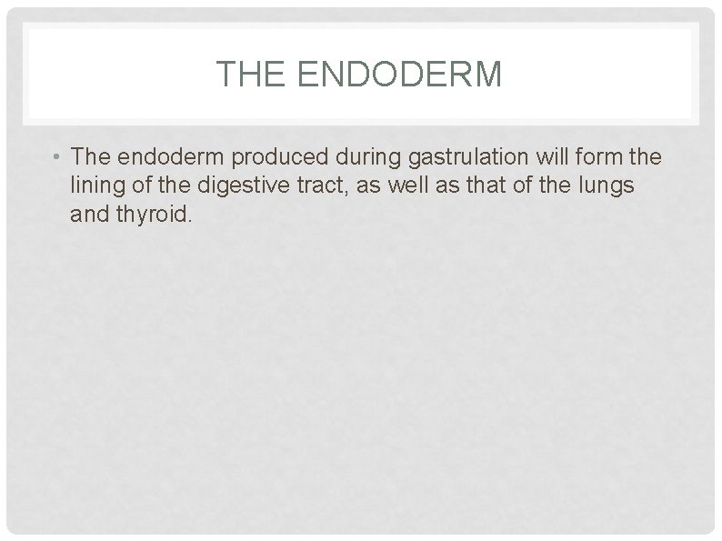 THE ENDODERM • The endoderm produced during gastrulation will form the lining of the
