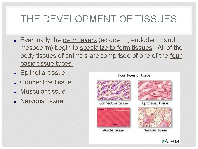 THE DEVELOPMENT OF TISSUES Eventually the germ layers (ectoderm, endoderm, and mesoderm) begin to