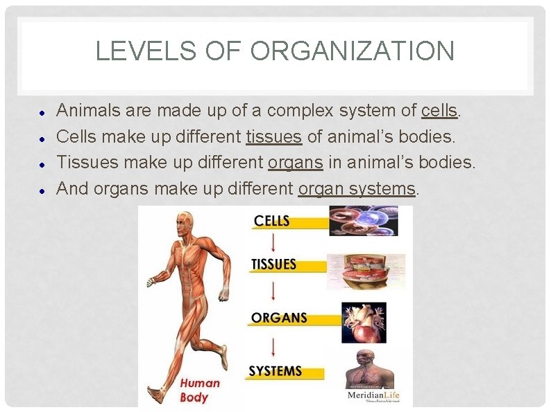 LEVELS OF ORGANIZATION Animals are made up of a complex system of cells. Cells