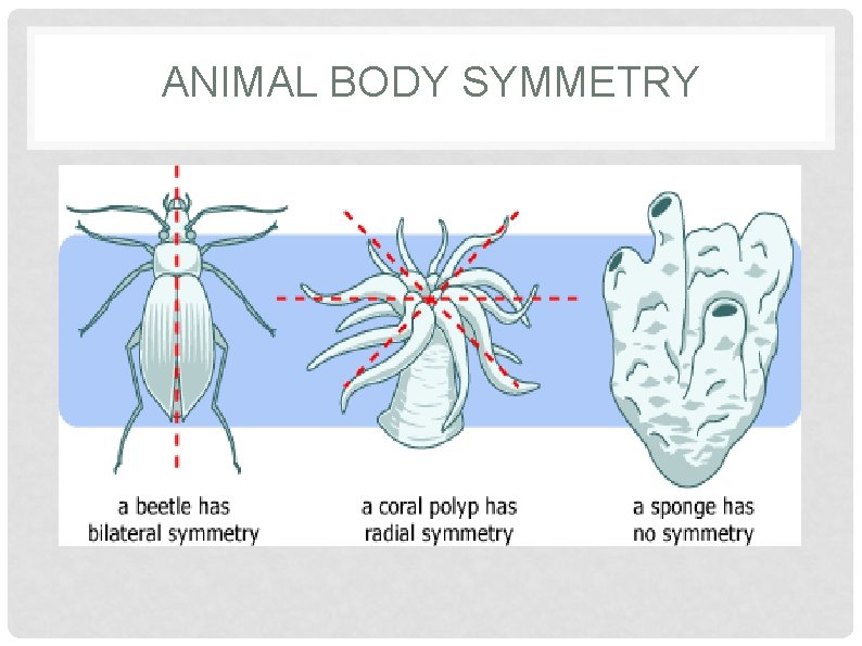 ANIMAL BODY SYMMETRY 