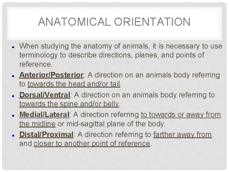 ANATOMICAL ORIENTATION When studying the anatomy of animals, it is necessary to use terminology