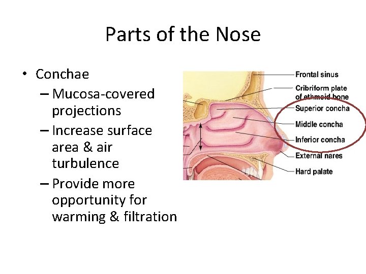 Parts of the Nose • Conchae – Mucosa-covered projections – Increase surface area &