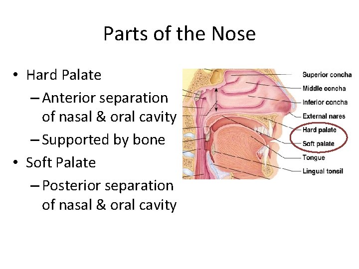 Parts of the Nose • Hard Palate – Anterior separation of nasal & oral