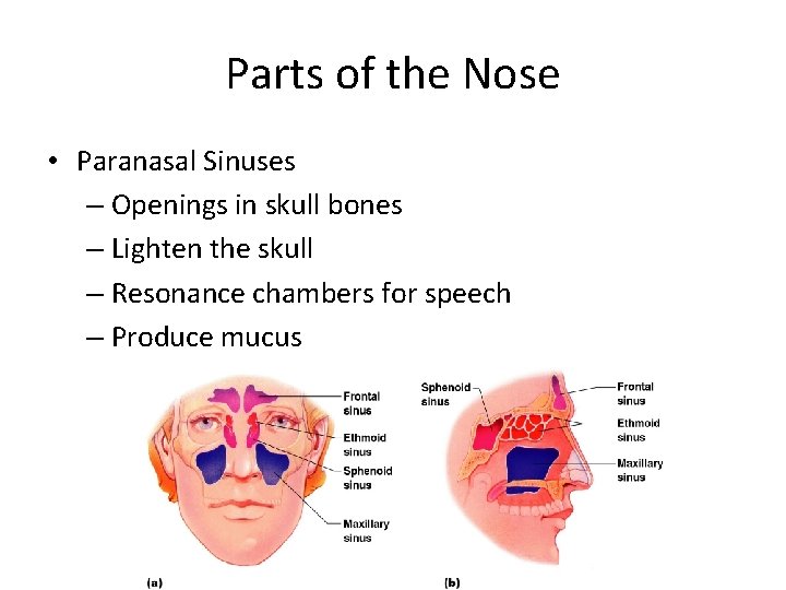 Parts of the Nose • Paranasal Sinuses – Openings in skull bones – Lighten