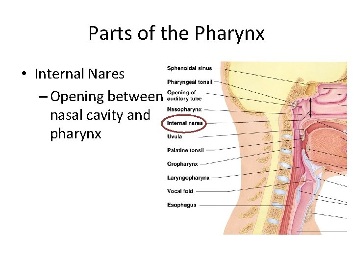 Parts of the Pharynx • Internal Nares – Opening between nasal cavity and pharynx