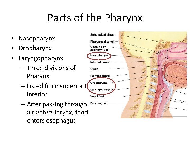 Parts of the Pharynx • Nasopharynx • Oropharynx • Laryngopharynx – Three divisions of Parts of the Pharynx • Nasopharynx • Oropharynx • Laryngopharynx – Three divisions of