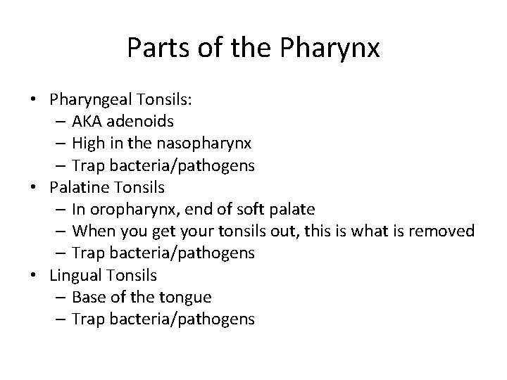 Parts of the Pharynx • Pharyngeal Tonsils: – AKA adenoids – High in the