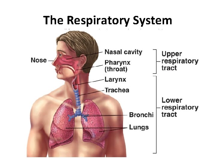 The Respiratory System 