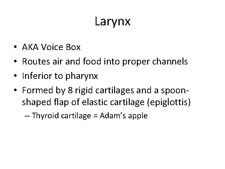 Larynx • • AKA Voice Box Routes air and food into proper channels Inferior