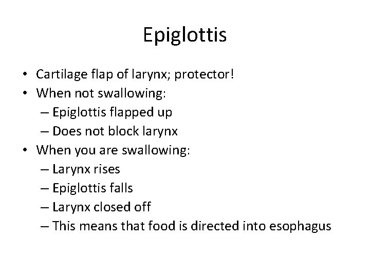 Epiglottis • Cartilage flap of larynx; protector! • When not swallowing: – Epiglottis flapped