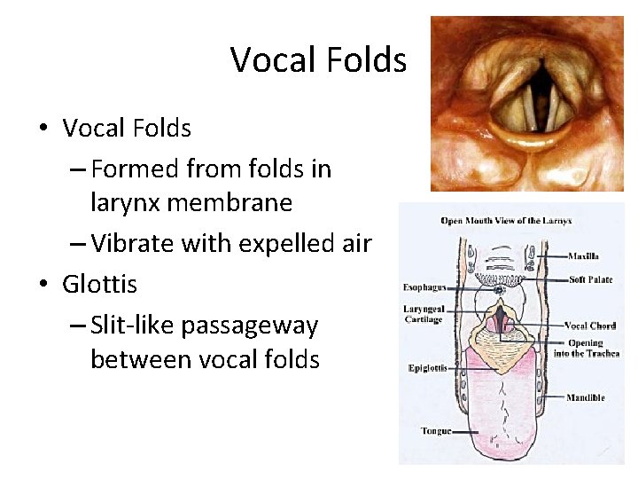 Vocal Folds • Vocal Folds – Formed from folds in larynx membrane – Vibrate Vocal Folds • Vocal Folds – Formed from folds in larynx membrane – Vibrate