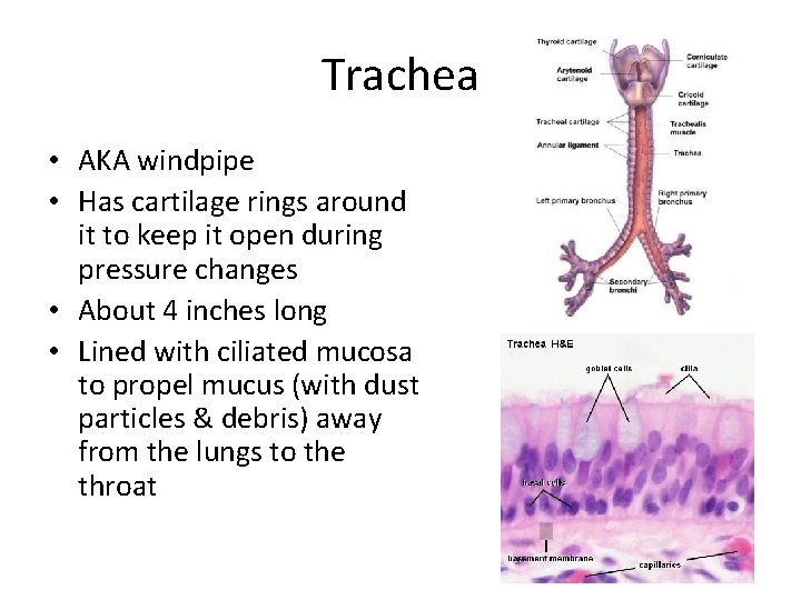 Trachea • AKA windpipe • Has cartilage rings around it to keep it open