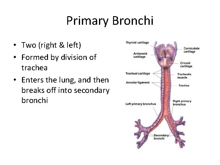 Primary Bronchi • Two (right & left) • Formed by division of trachea •