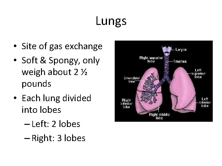 Lungs • Site of gas exchange • Soft & Spongy, only weigh about 2