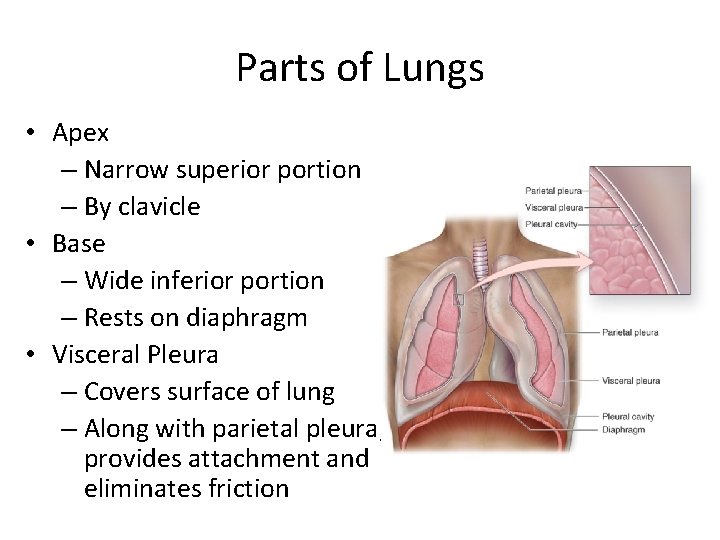 Parts of Lungs • Apex – Narrow superior portion – By clavicle • Base