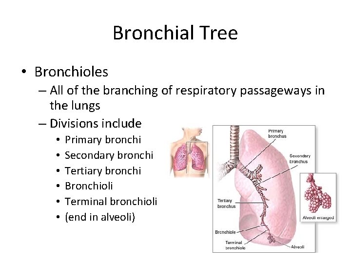 Bronchial Tree • Bronchioles – All of the branching of respiratory passageways in the