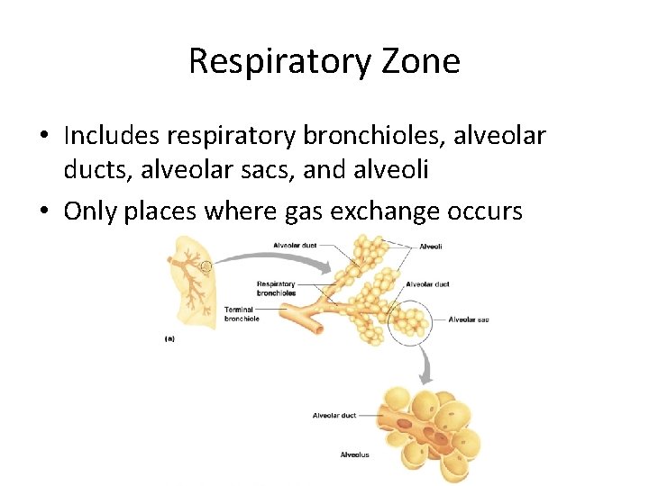 Respiratory Zone • Includes respiratory bronchioles, alveolar ducts, alveolar sacs, and alveoli • Only Respiratory Zone • Includes respiratory bronchioles, alveolar ducts, alveolar sacs, and alveoli • Only