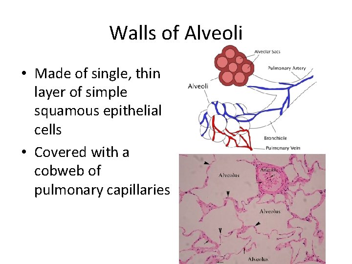 Walls of Alveoli • Made of single, thin layer of simple squamous epithelial cells